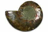 Cut & Polished Ammonite Fossil (Half) - Madagascar #377614-1